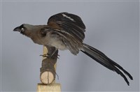 藏品(樹鵲)的圖片